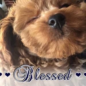 Meet your Posher, Penny